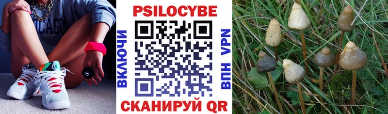 blacksprut ссылки  сколько стоит  Урень  Псилоцибиновые грибы Cubensis 